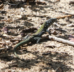 Podarcis muralis nigriventris