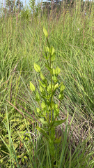 Gentianopsis