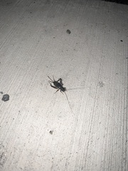 Allonemobius fasciatus