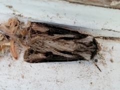 Agrotis venerabilis