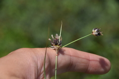 Juncus castaneus