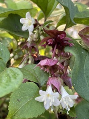 Leycesteria formosa