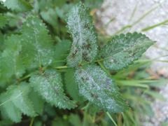 Podosphaera ferruginea