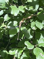 Lestidae