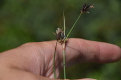 Juncus castaneus