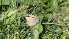 Hyponephele lycaon