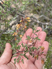 Erythrostemon pannosus