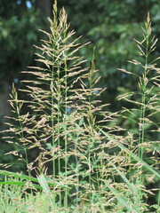 Sorghum halepense