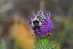 Bombus sylvarum