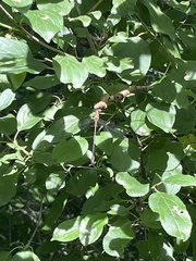 Lestidae