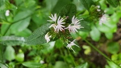 Elephantopus tomentosus