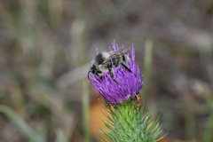 Bombus sylvarum