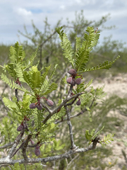 Bursera microphylla