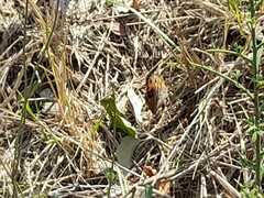 Pyronia