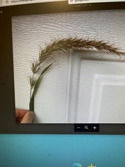 Elymus villosus