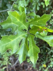 Quercus nigra