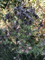 Cirsium arvense