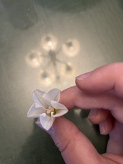 Convolvulus arvensis