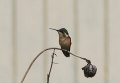 Chaetocercus astreans