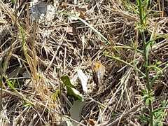 Pyronia