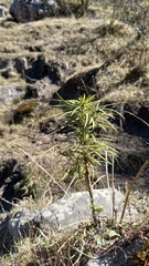 Podocarpus parlatorei