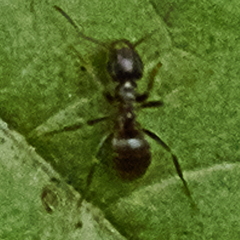 Formicidae