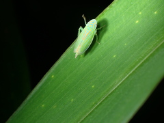 Linnavuoriella arcuata