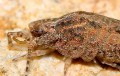 Meinertellidae