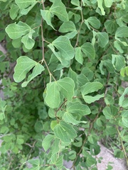 Bauhinia lunarioides