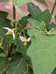 Solanum nigrum