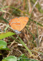 Thecla betulae