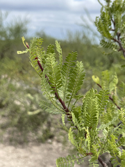 Bursera microphylla