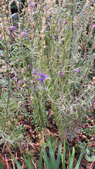 Linaria purpurea
