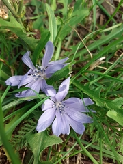 Cichorium