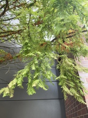 Taxodium distichum