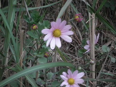Chrysanthemum chanetii