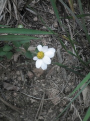 Chrysanthemum chanetii