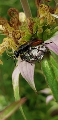 Astata