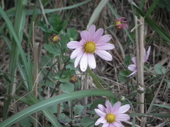 Chrysanthemum chanetii