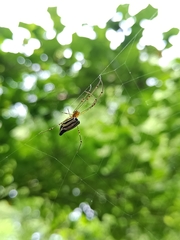 Leucauge decorata