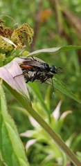 Astata