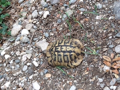 Testudo hermanni