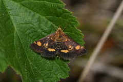 Pyrausta aurata