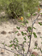 Erythrostemon pannosus