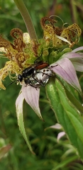 Astata