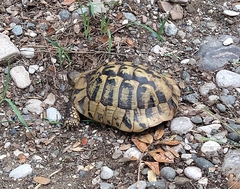Testudo hermanni
