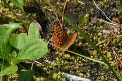 Boloria