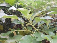 Pipturus arborescens