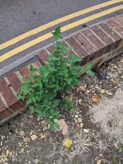 Solanum nigrum