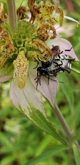 Astata